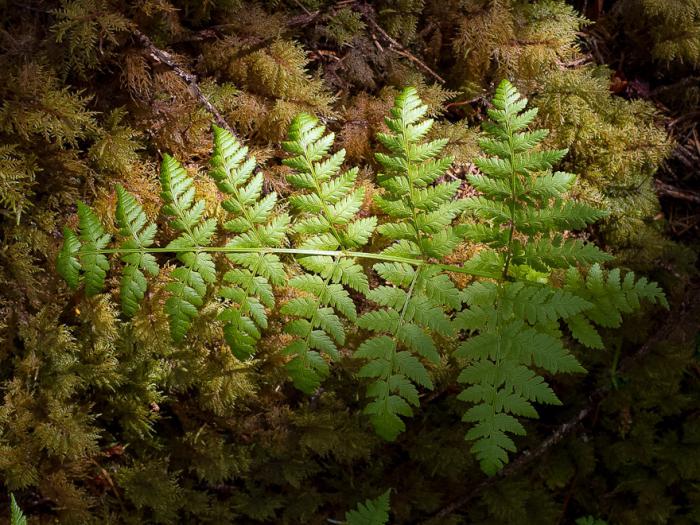 how ferns of Vyatka forests breed