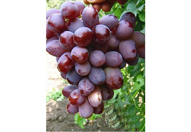 виноград атаман описание