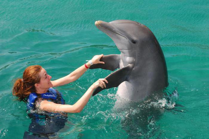 плавание беременных с дельфинами
