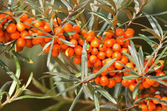 The benefits of sea buckthorn for a woman’s body