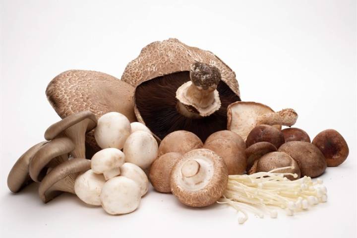 why not mushrooms of a nursing mother