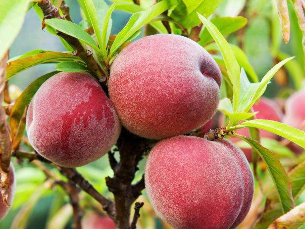 Is it possible to eat peaches for a nursing mother?
