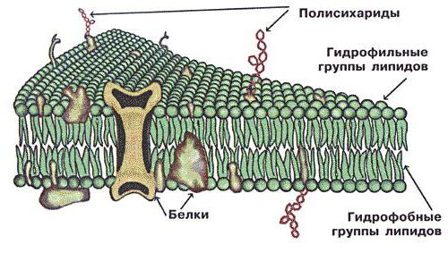 состав мембраны