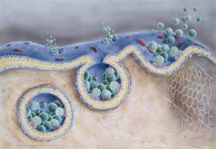 клеточная мембрана клетки
