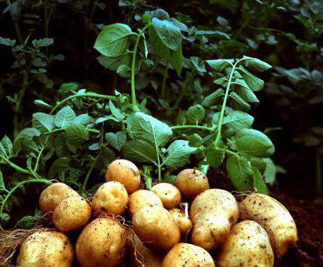 клубень картофеля