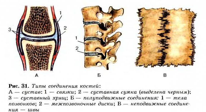 классификация и строение костей