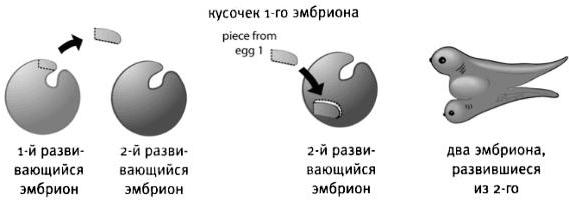 эмбриональной индукцией называется