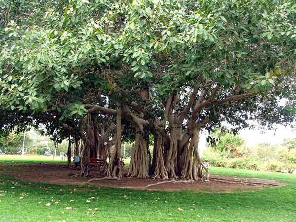 священное дерево бодхи описание