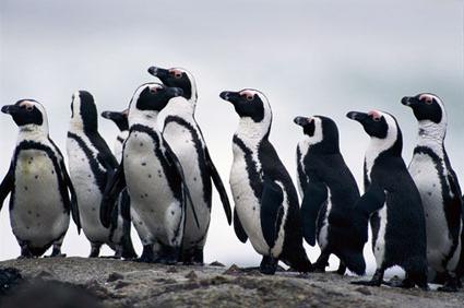 where do African penguins live