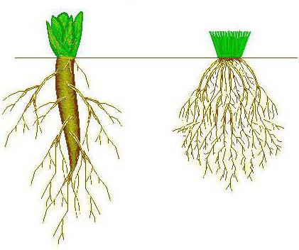 особенности строения корня растения