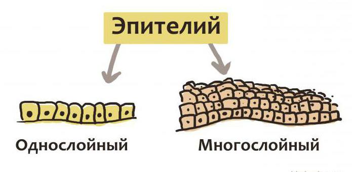 характеристика эптиелиальных тканей