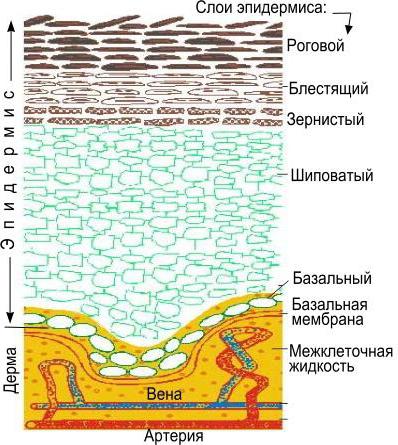 клетки эпителия