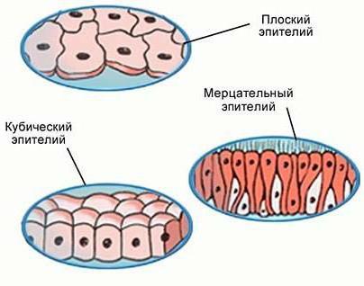 классификация эпителиальных тканей