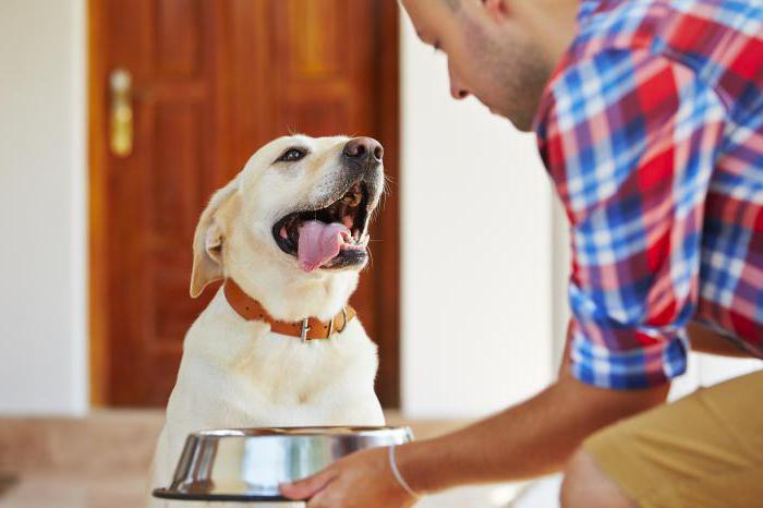 canned food for dogs