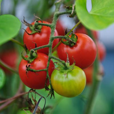 salted tomatoes in a recipe package