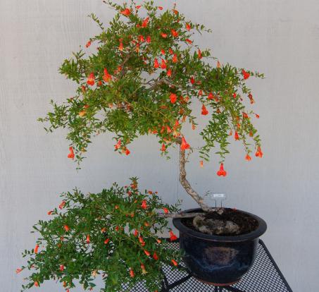 pomegranate growing at home