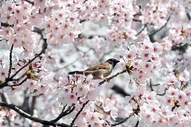 Cherry for the Leningrad region varieties