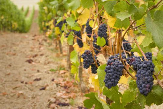 выращивание винограда в Бапшкирии