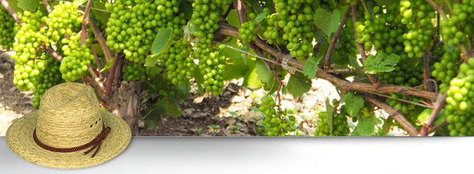 как выращивать виноград в Башкирии