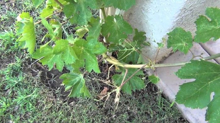 виноградные листья полезные свойства состав 