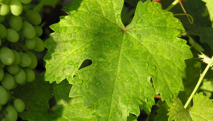 Виноградный зудень фото листьев