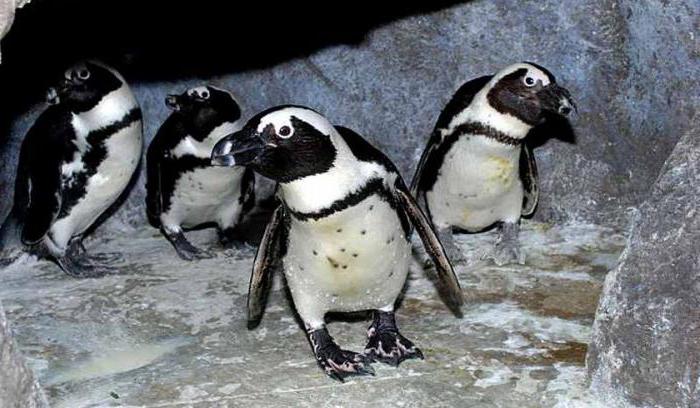 Лазаревское пингвинарий