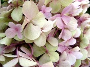 hydrangea cultivation