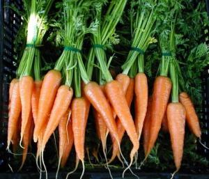 как правильно садить морковь