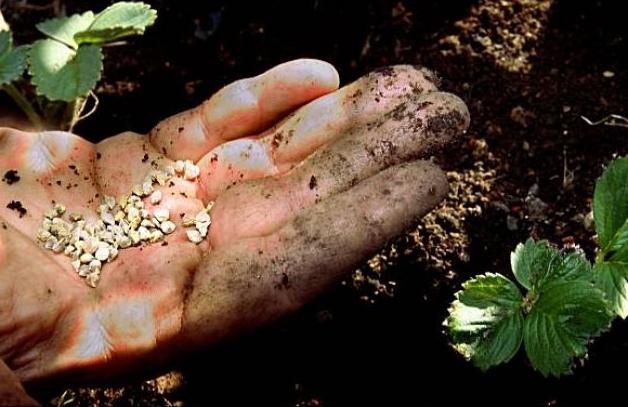 how to plant strawberries with seeds