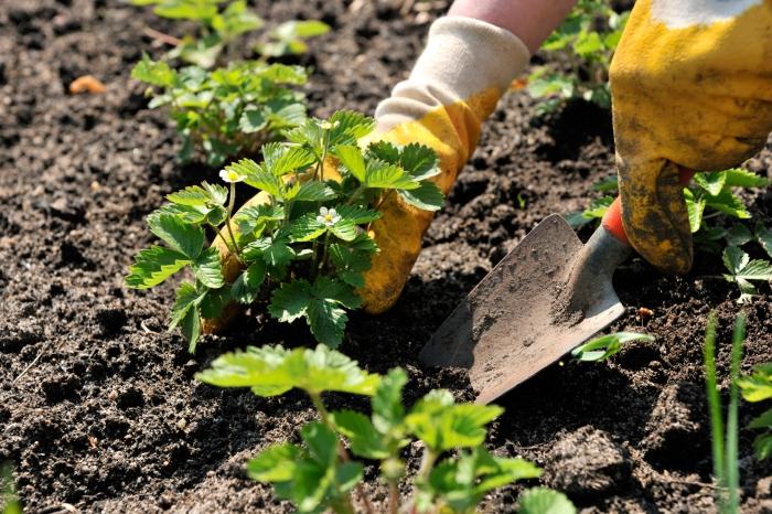 how to plant strawberries