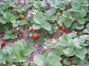 grow strawberries