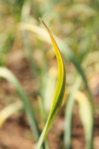 why does garlic turn yellow