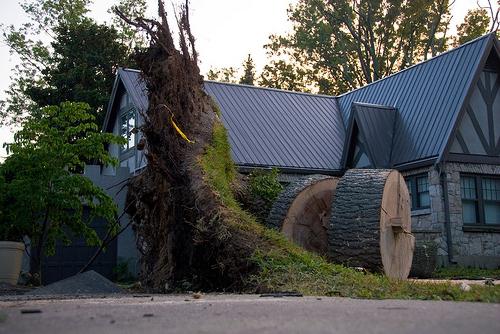 how to uproot stumps