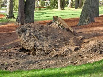 uprooting stumps