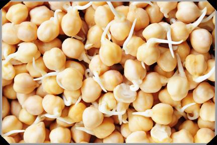 sprouted chickpeas