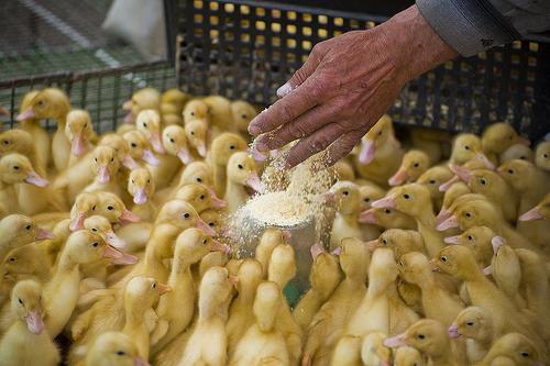 how to feed newborn ducklings