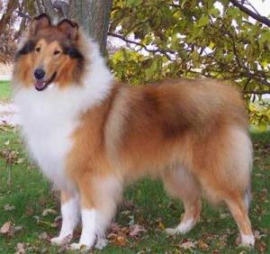 collie