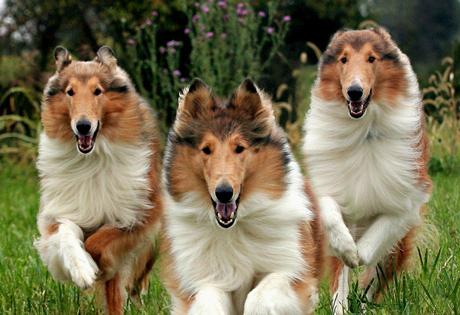 scottish shepherd photo