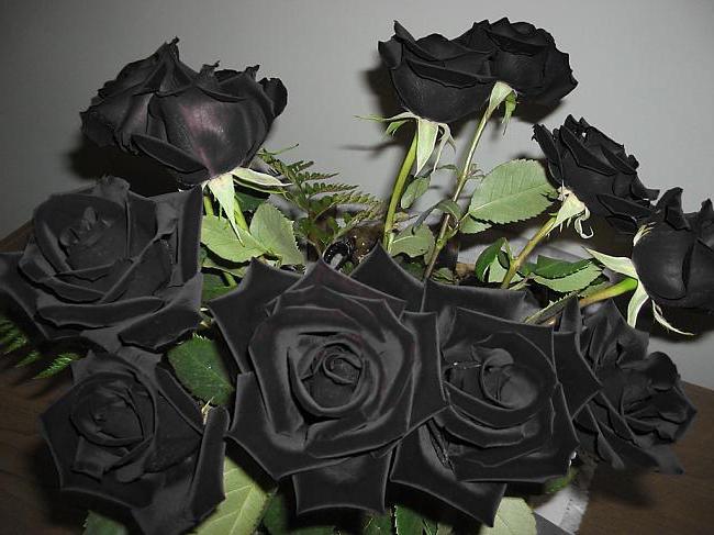 black roses