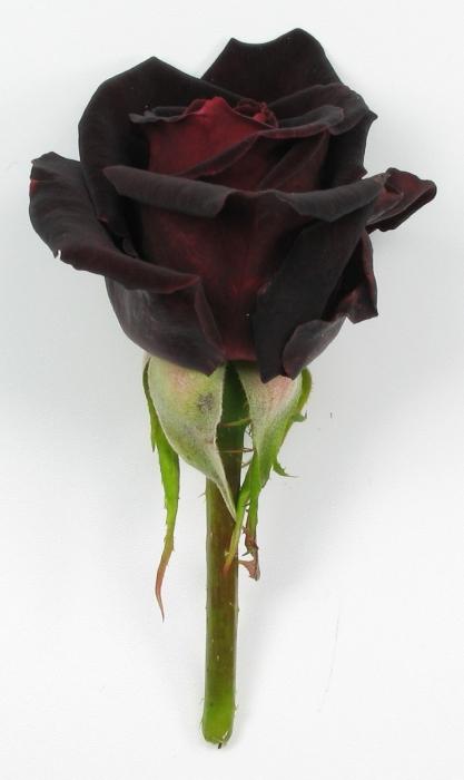 black rose