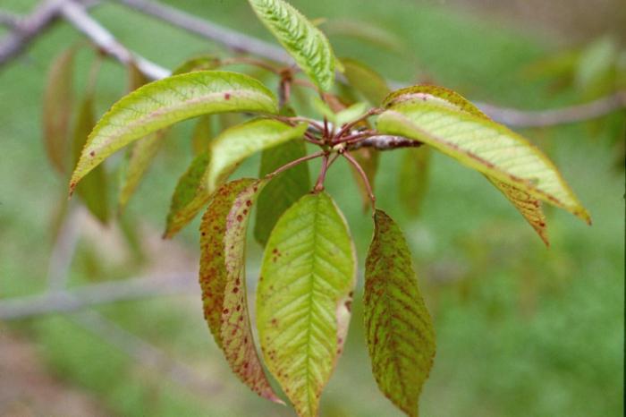 cherry leaves during pregnancy