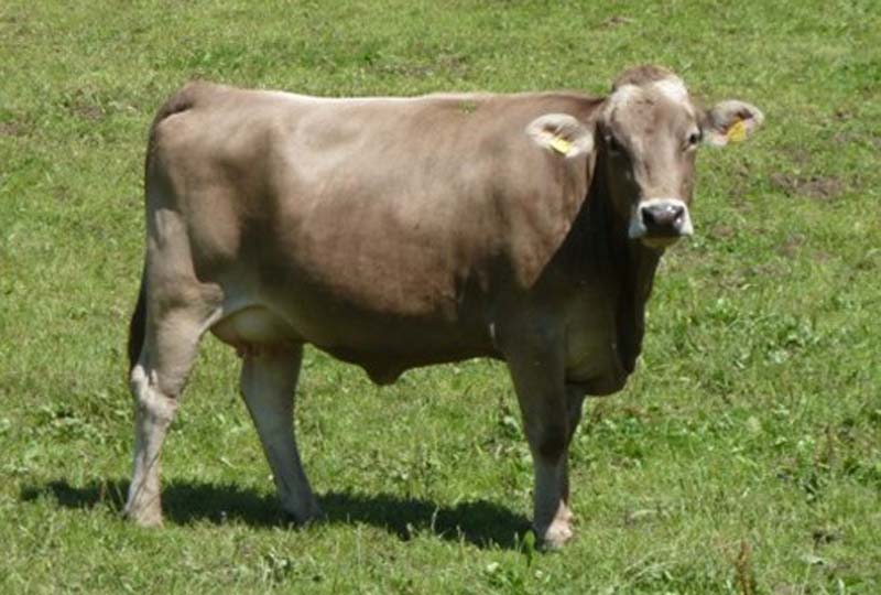 Характеристика пород коров