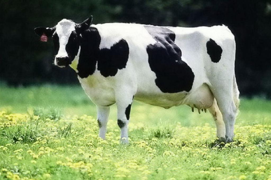 Описание пород коров
