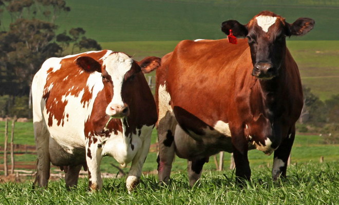 Мясные породы коров