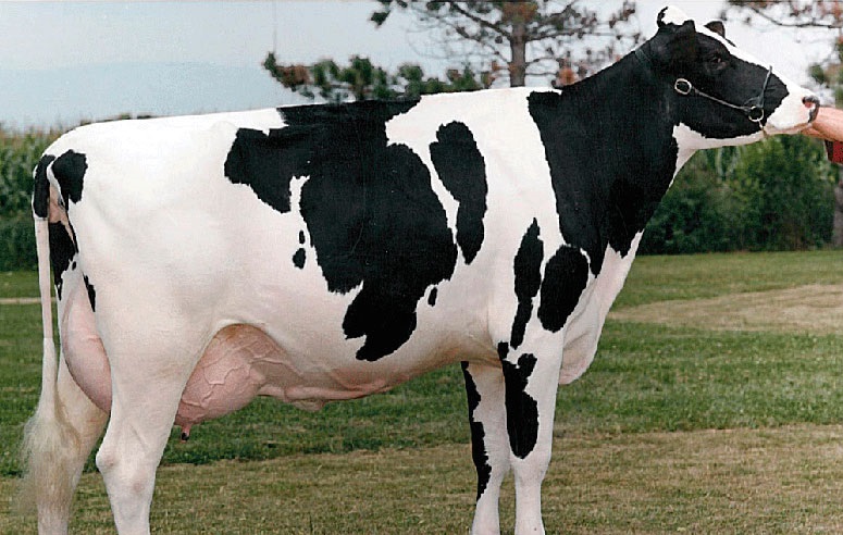 Черные коровы порода