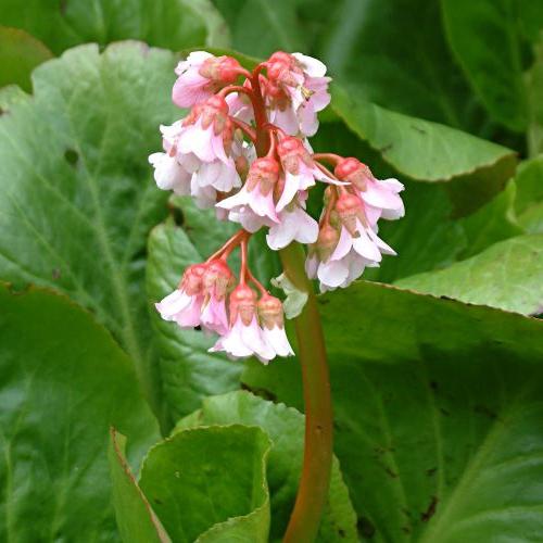 root of incense