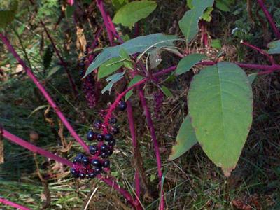 phytoluca lakonos medicinal properties