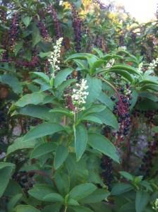 pokeweed medicinal properties