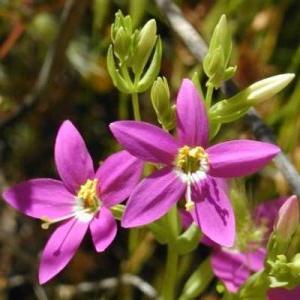 centaury plant