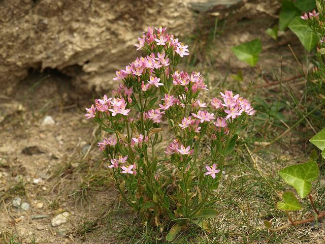 centaury healing properties